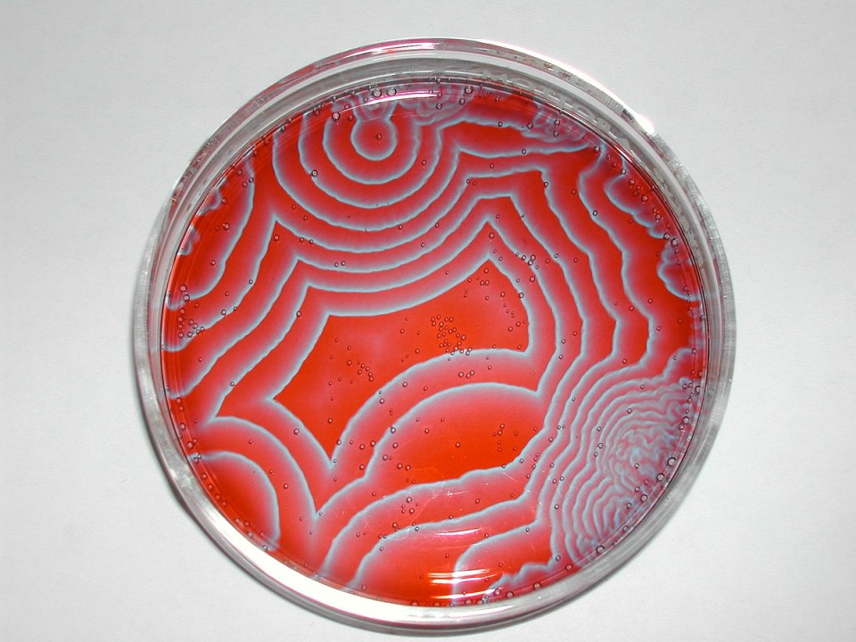 A famous oscillatory chemical reaction propagating across a petri dish.